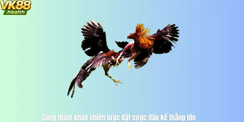 Cùng tham khảo chiến lược đặt cược đấu kế thắng lớn