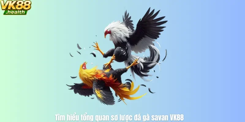 Tìm hiểu tổng quan sơ lược đá gà savan VK88